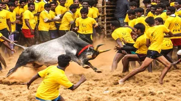 Jallikattu goes to Constitution Bench