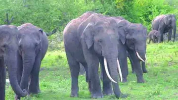 Elephant herd tramples farmer to death in Sundergarh