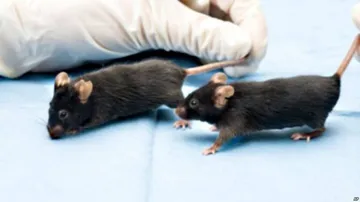 Researchers Discover New Method To Track Rats