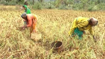 Millet farmers in Odisha staring at distress sale