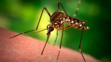 Odisha seeks 40 lakh mosquito nets to combat malaria