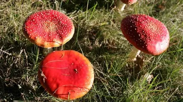 Toxic mushrooms kill 11, poison over 800 in Iran