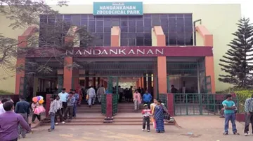 Female zebra dies at Nandankanan