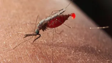 This new type of bed net can help prevent malaria: Lancet