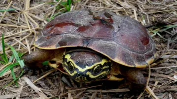 115 new species found in Greater Mekong region