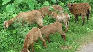 Niali fear spreads to Jagatsinghpur; 9 sheep killed, 4 injured