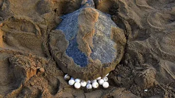 Wildlife lovers dismayed over destruction of turtle eggs