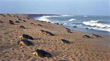 Odisha Gears Up For Conservation Of Olive Ridley Turtles