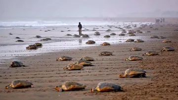 Tagged Olive Ridley turtles come back for nesting in Odisha