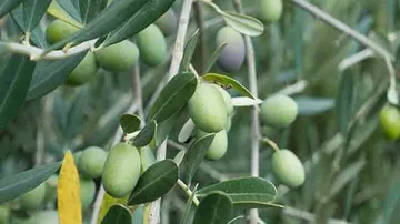 Israeli scientists develop method to produce fuel from olive waste