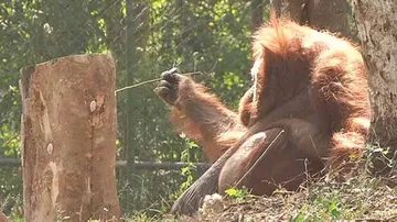 India's lone orangutan ‘Binny’ dies at Nandankanan