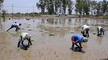 Diversifying crops will mitigate climate impact in India: Study