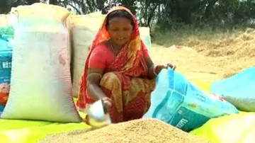 Paddy Procurement Delayed As Mandis Yet To Open In Sundergarh District