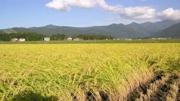 Eastern India can be country's rice bowl: Assocham