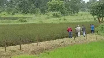 Sambalpur farmer tries luck with 'Black Rice'