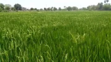 Odisha to be awarded for surplus food grain production