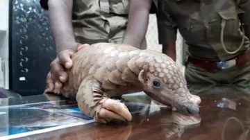 Pangolin rescued from Odisha's Quarantine Centre will be tested for COVID-19