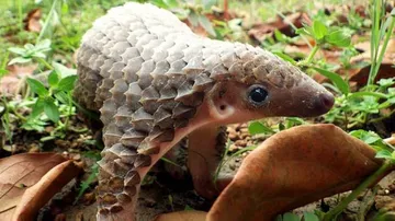 Odisha Pangolin Smuggling Racket Has Goa Links!