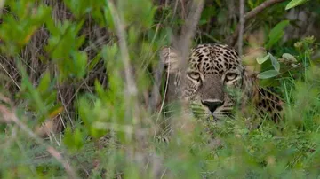 Security measures to be increased in Odisha forests for safety of wildlife