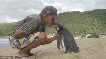 Loyal penguin travels thousands of miles to meet his rescuer