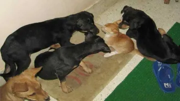 Do not abandon pets out of Coronavirus fear, nor inflict cruelty on animals: Odisha Govt