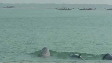 Dolphin census begins in Chilika