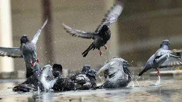 CIA Unveils Cold War Spy-Pigeon Missions: Report