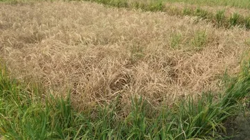 Odisha asks collectors to adopt pest management to save crop
