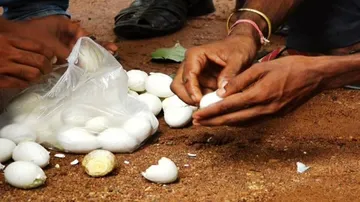 Plastic egg: School & Mass Education Dept initiates inquiry