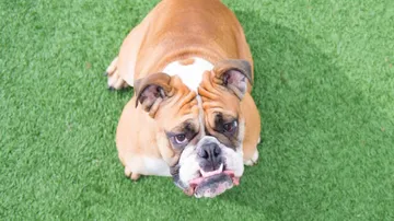 Touchscreen games may boost brain skills of old pooches