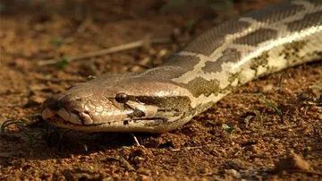 9-feet-long python rescued in Puri
