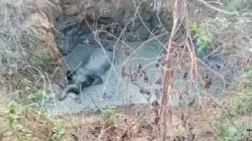 Female elephant falls into abandoned well in Sambalpur, rescued 