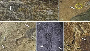 These Organisms Used 'Facebook' Half A Billion Years Ago!