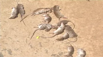 After rats, snakes and cats found dead in Kendrapara villages!