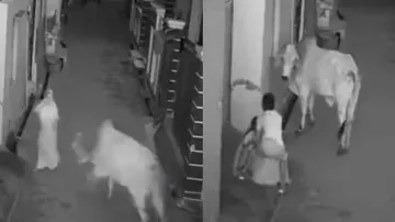 Brave boy turns saviour for woman, risks life to rescue her from annoyed bull- watch