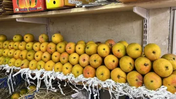 Alphonso Mango