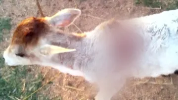 Fear grips Nuapada villagers as 'leopard attacks calf' 