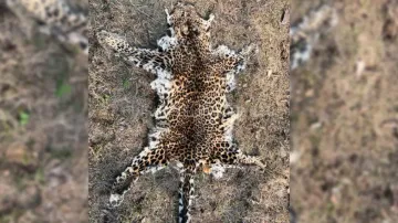 Crime Branch STF seizes leopard hide in Sambalpur, 1 held