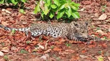 Leopard rescued from Nuapada forest found in poor health