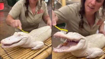 Albino crocodile is all 'smiles' while taking bath & scrub, watch