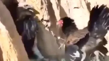 Never mess with a mom! Chicken terrifies eagle with violent attack while preying on chicks, watch