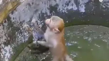 Monkey saves cat stuck in abandoned well, video melts hearts online