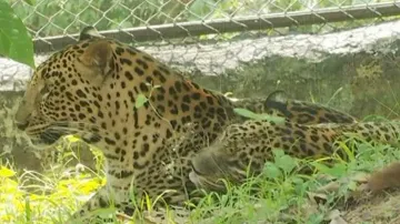 Ensure adequate availability of water for wildlife, PCCF directs DFOs