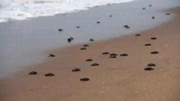 Good sign: Over 5 lakh Olive Ridley turtles lay eggs at Gahirmatha, hatchlings make their way to sea