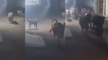 Street dog leads herd of cattle away from lion in Indian village, watch