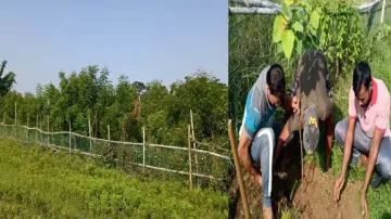 Plantation drive by Bhubaneswari Club