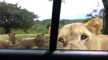 Lioness opens car door of visitors on safari, watch what happens next