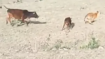 Brave cow attacks tiger to save its calf, wild cat departs; watch