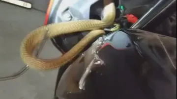 Cobra found coiled in headlight of bike