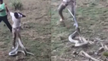 Bone-chilling video of huge king cobra being captured in Goa will give you goosebumps – Watch